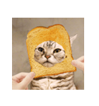 猫の主人が想像する猫の表情（個別スタンプ：8）
