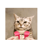 猫の主人が想像する猫の表情（個別スタンプ：9）