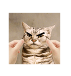 猫の主人が想像する猫の表情（個別スタンプ：10）