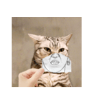 猫の主人が想像する猫の表情（個別スタンプ：12）