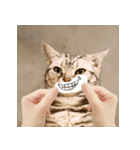 猫の主人が想像する猫の表情（個別スタンプ：13）