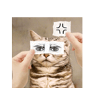 猫の主人が想像する猫の表情（個別スタンプ：14）