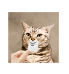 猫の主人が想像する猫の表情（個別スタンプ：17）