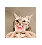 猫の主人が想像する猫の表情（個別スタンプ：22）