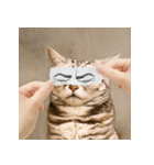 猫の主人が想像する猫の表情（個別スタンプ：23）