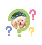 でかマルプー風花（個別スタンプ：8）