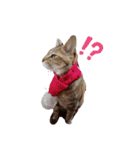 猫フレンズ（個別スタンプ：1）