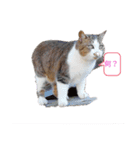 猫フレンズ（個別スタンプ：2）