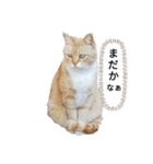 猫フレンズ（個別スタンプ：3）