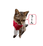 猫フレンズ（個別スタンプ：4）