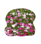 猫フレンズ（個別スタンプ：6）