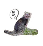 猫フレンズ（個別スタンプ：8）