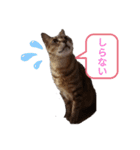 猫フレンズ（個別スタンプ：11）