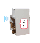 猫フレンズ（個別スタンプ：13）