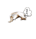 猫フレンズ（個別スタンプ：14）