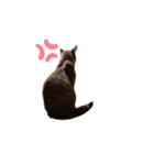 猫フレンズ（個別スタンプ：16）