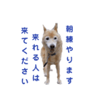 ちょびの挨拶スタンプ 令和版（個別スタンプ：1）