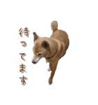 ちょびの挨拶スタンプ 令和版（個別スタンプ：19）