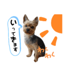 とやま家の愉快な仲間たち（個別スタンプ：3）