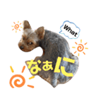 とやま家の愉快な仲間たち（個別スタンプ：15）