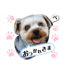とやま家の愉快な仲間たち（個別スタンプ：19）
