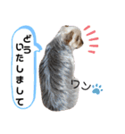 とやま家の愉快な仲間たち（個別スタンプ：22）