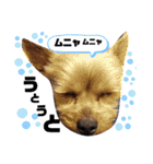 とやま家の愉快な仲間たち（個別スタンプ：35）