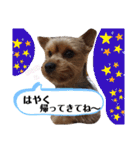 とやま家の愉快な仲間たち（個別スタンプ：36）