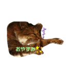 くりん と りぼん（個別スタンプ：1）