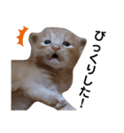 ウチの猫さんたち。（個別スタンプ：1）