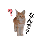 ウチの猫さんたち。（個別スタンプ：2）