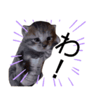 ウチの猫さんたち。（個別スタンプ：3）