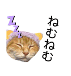 ウチの猫さんたち。（個別スタンプ：5）