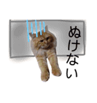 ウチの猫さんたち。（個別スタンプ：6）
