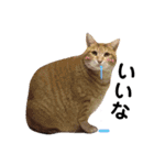 ウチの猫さんたち。（個別スタンプ：9）