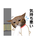 ウチの猫さんたち。（個別スタンプ：10）