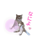 ウチの猫さんたち。（個別スタンプ：11）