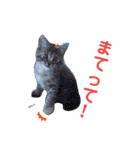 ウチの猫さんたち。（個別スタンプ：12）