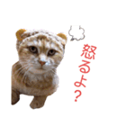 ウチの猫さんたち。（個別スタンプ：15）