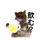 ウチの猫さんたち。（個別スタンプ：17）