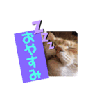 ウチの猫さんたち。（個別スタンプ：18）
