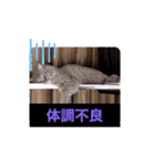 ウチの猫さんたち。（個別スタンプ：20）
