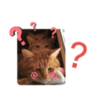 ウチの猫さんたち。（個別スタンプ：22）