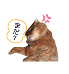 ウチの猫さんたち。（個別スタンプ：23）
