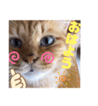 ウチの猫さんたち。（個別スタンプ：24）