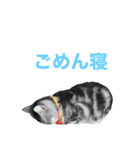 ごめん寝、おふくさん2（個別スタンプ：1）