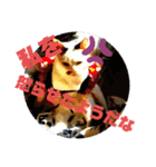 犬 猫 ハムスターのスタンプ2（個別スタンプ：1）