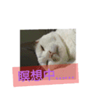犬 猫 ハムスターのスタンプ2（個別スタンプ：2）