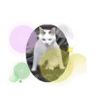 犬 猫 ハムスターのスタンプ2（個別スタンプ：3）