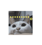 犬 猫 ハムスターのスタンプ2（個別スタンプ：4）